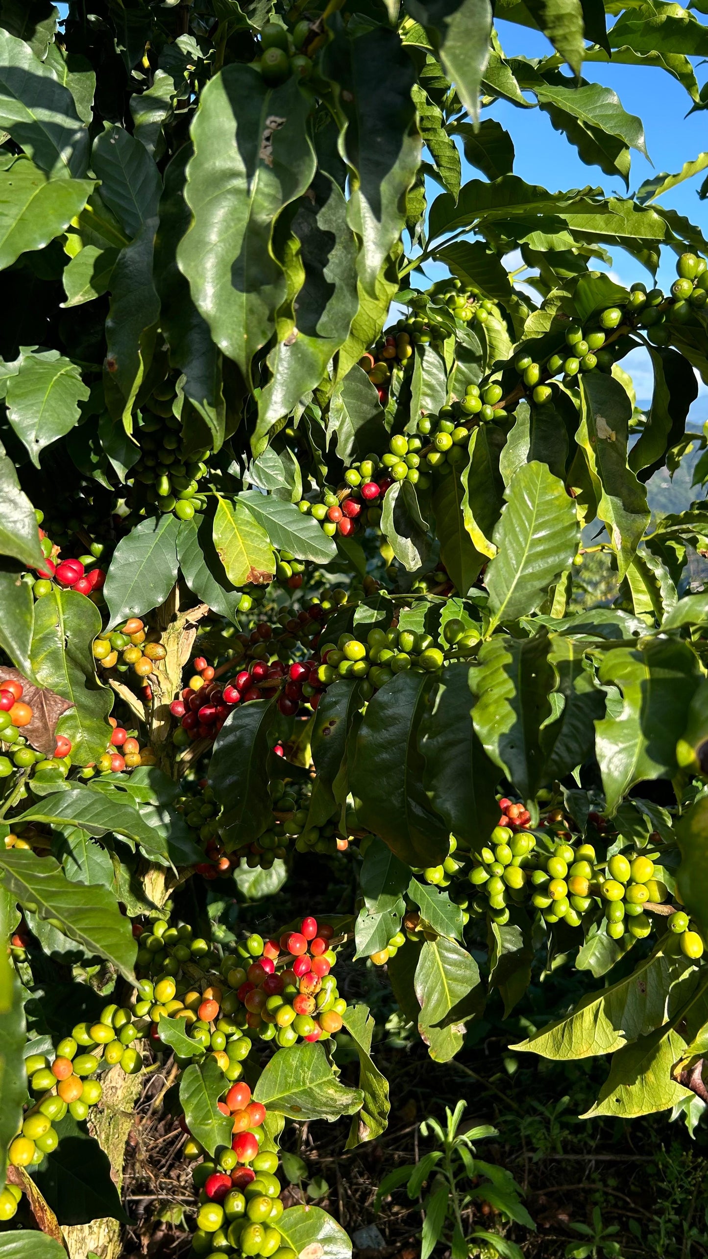 Exotica | Grains entiers