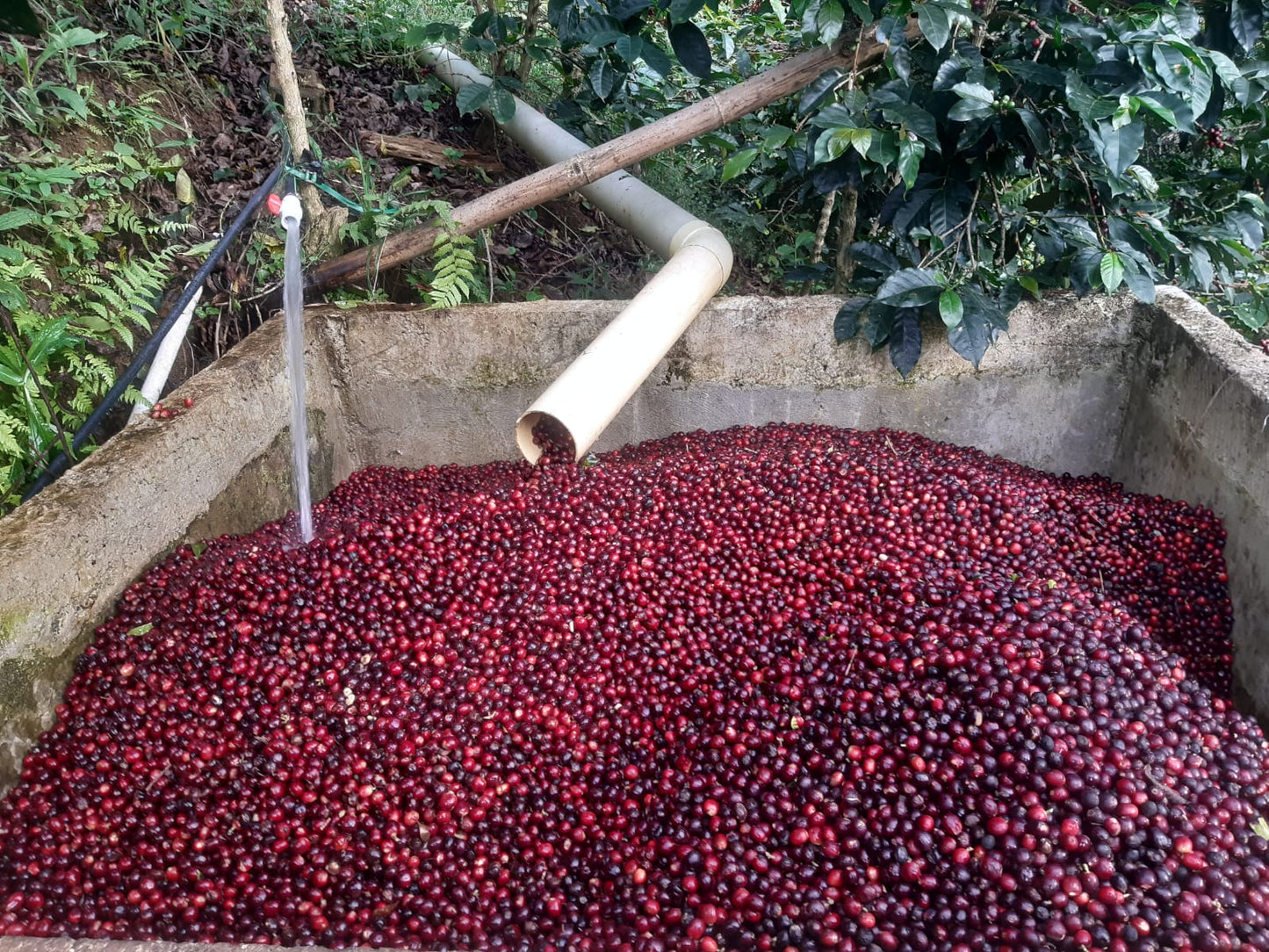 Don Caicedo | Grains entiers