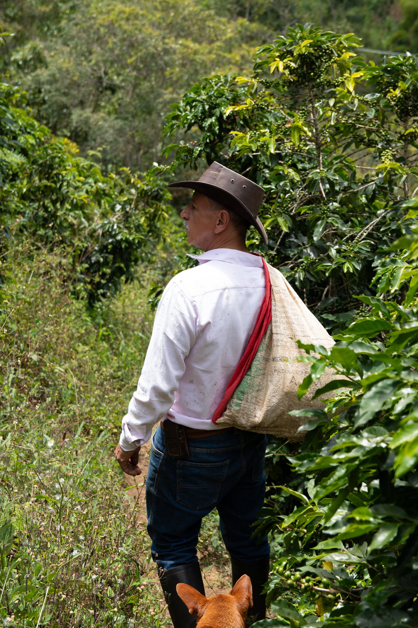 Don Caicedo | Grains moulus