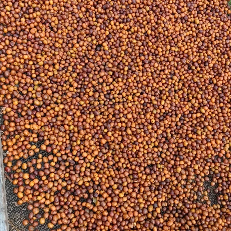 Exotica | Grains entiers