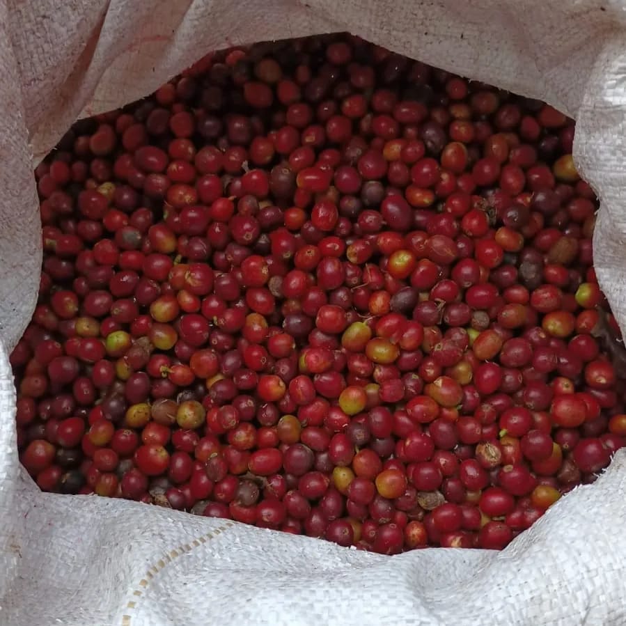 Exotica | Grains entiers